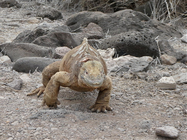 Land Iguana Santa Fe Island, Galapagos Ecuador