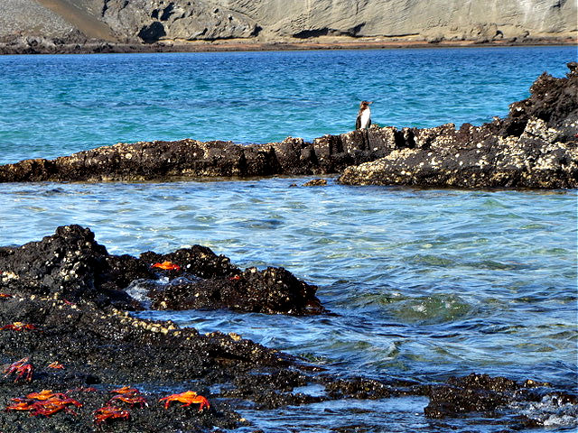 Sullivan Bay with crabs and penguin on Santiago Island, Galapagos
