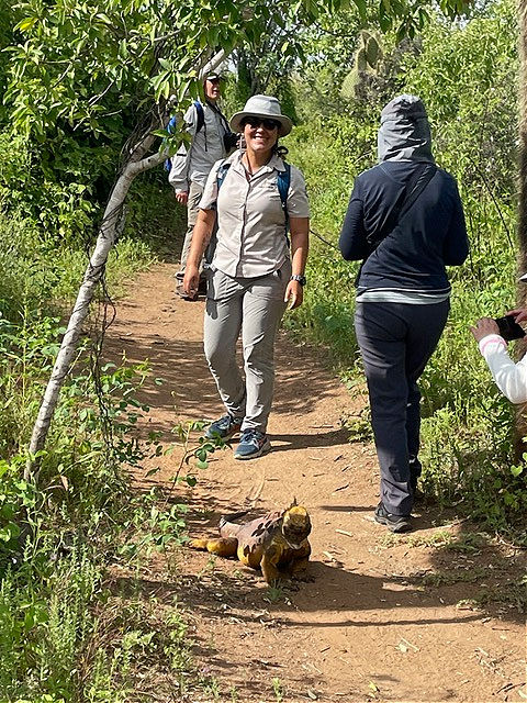 Land Iguana on the trail at Dragon Hill on Santa Cruz Island, Galapagos Ecuador