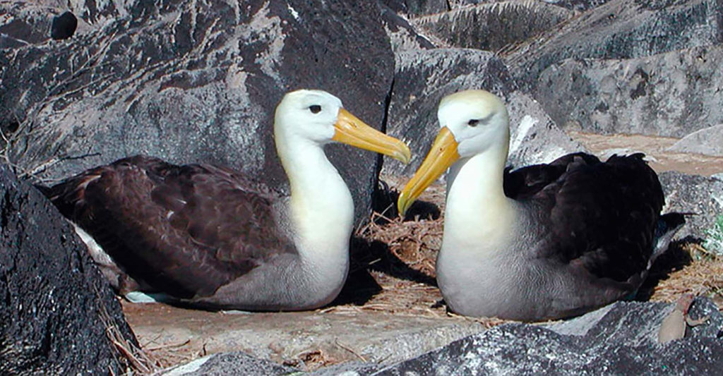 Albatross pair nesting in the Galapagos Islands