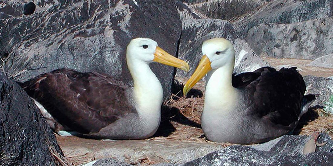 cruise to galapagos islands from california