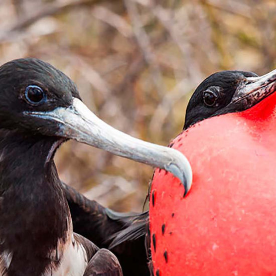 Birdwatching in Ecuador - Magnificent Frigatebirds in Galapagos