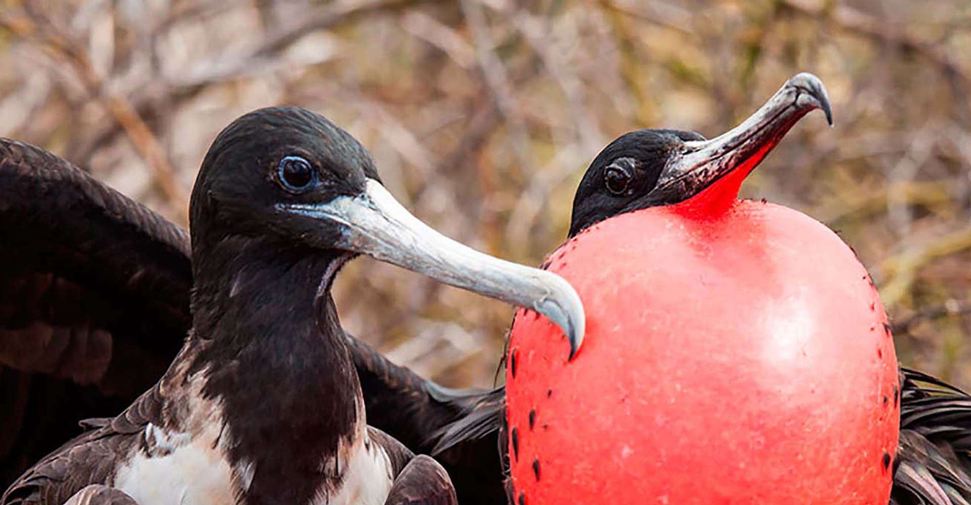 Birdwatching in Ecuador - Magnificent Frigatebirds in Galapagos