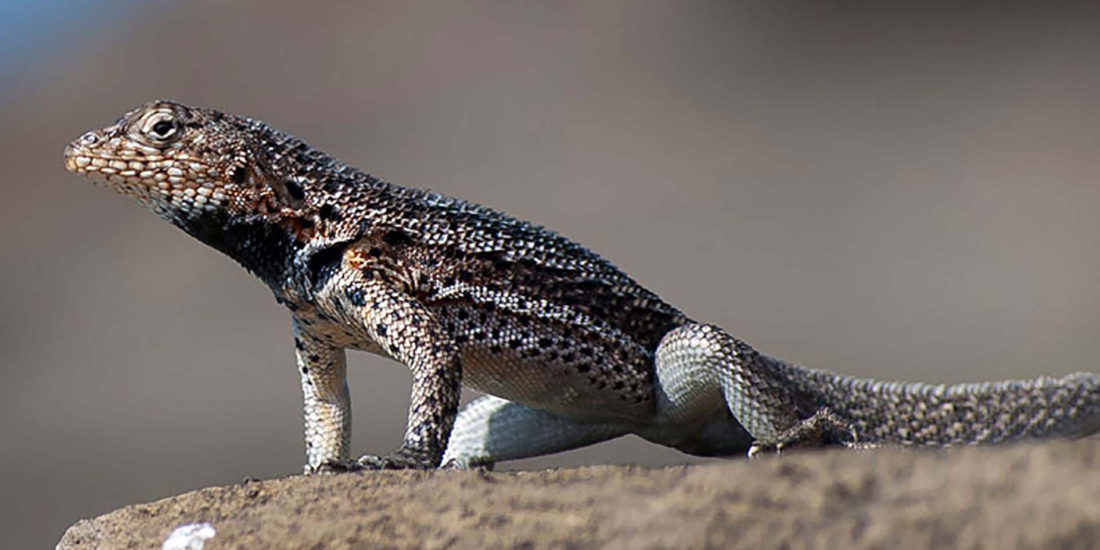 cruise to galapagos islands from california