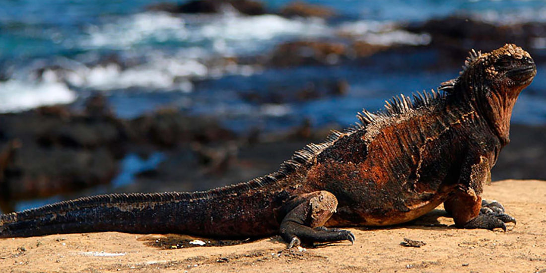 cruise to galapagos islands from california