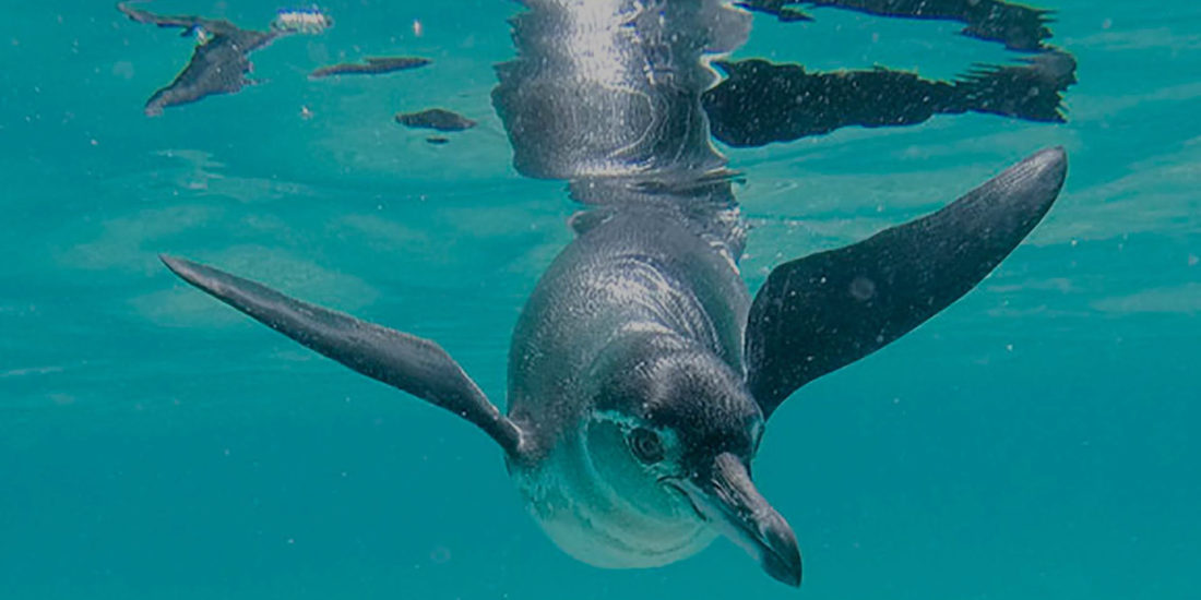 Birdwatching in Ecuador - tropical penguins at the equator