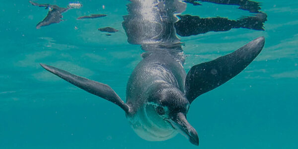 Birdwatching in Ecuador - tropical penguins at the equator