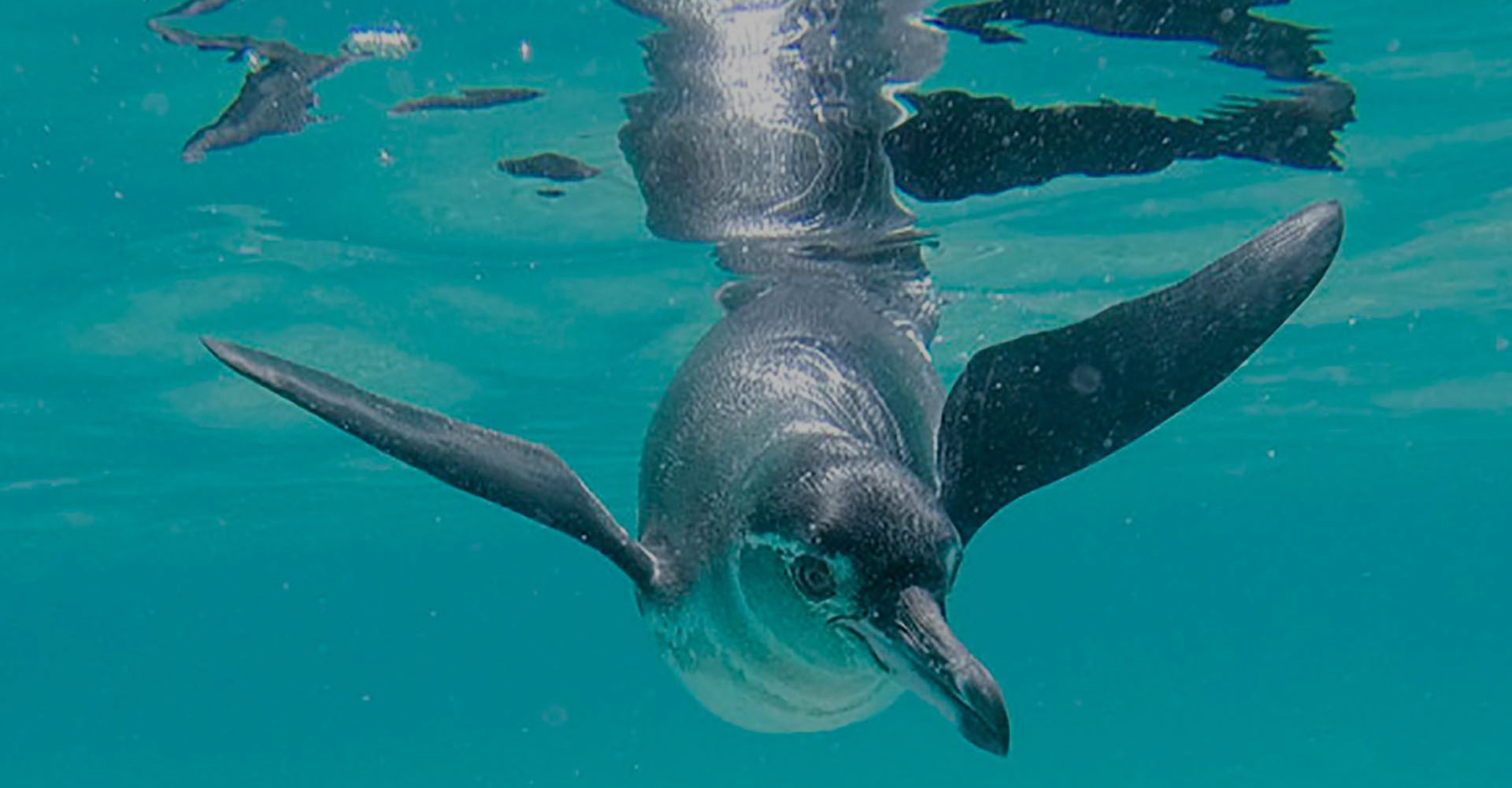 Birdwatching in Ecuador - tropical penguins at the equator