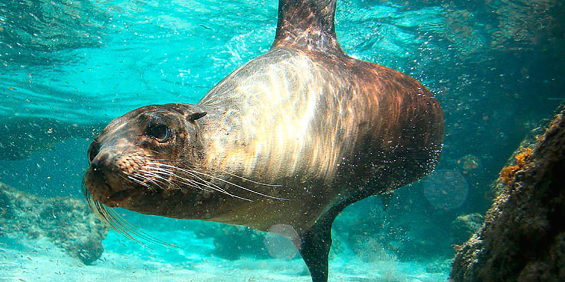 cruise to galapagos islands from california