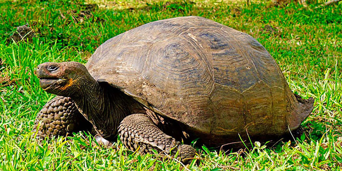 cruise to galapagos islands from california