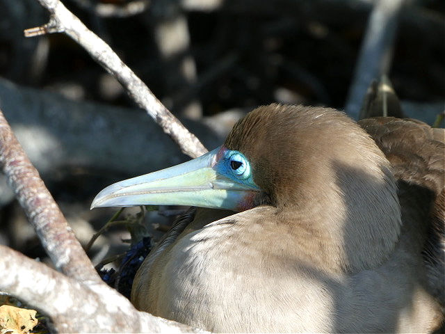 Red-footed booby in Galapagos, Ecuador