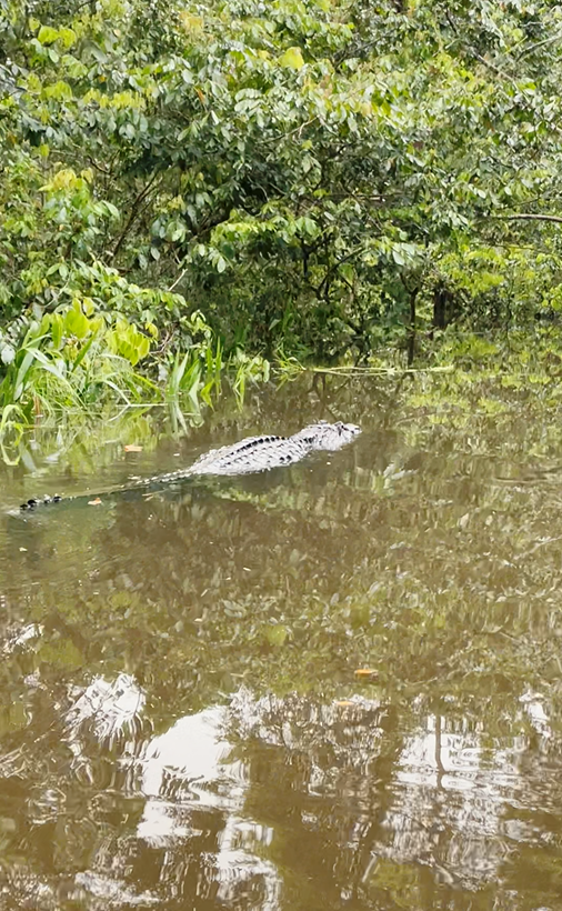 3 meter Black Caiman Amazing wildlife in the Ecuador Amazon jungle