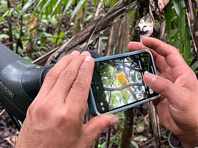 Wildlife photography while birdwatching in the Amazon jungle Ecuador